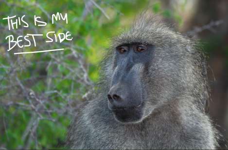 Baboon Kruger