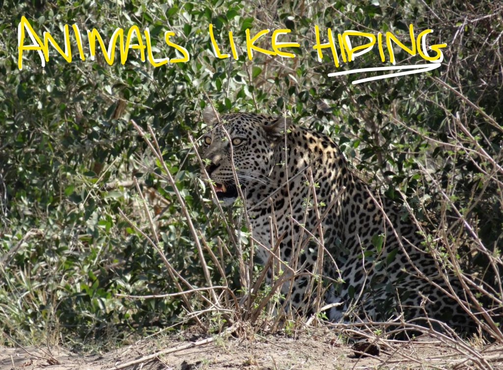 Leopard-Hiding-Kruger