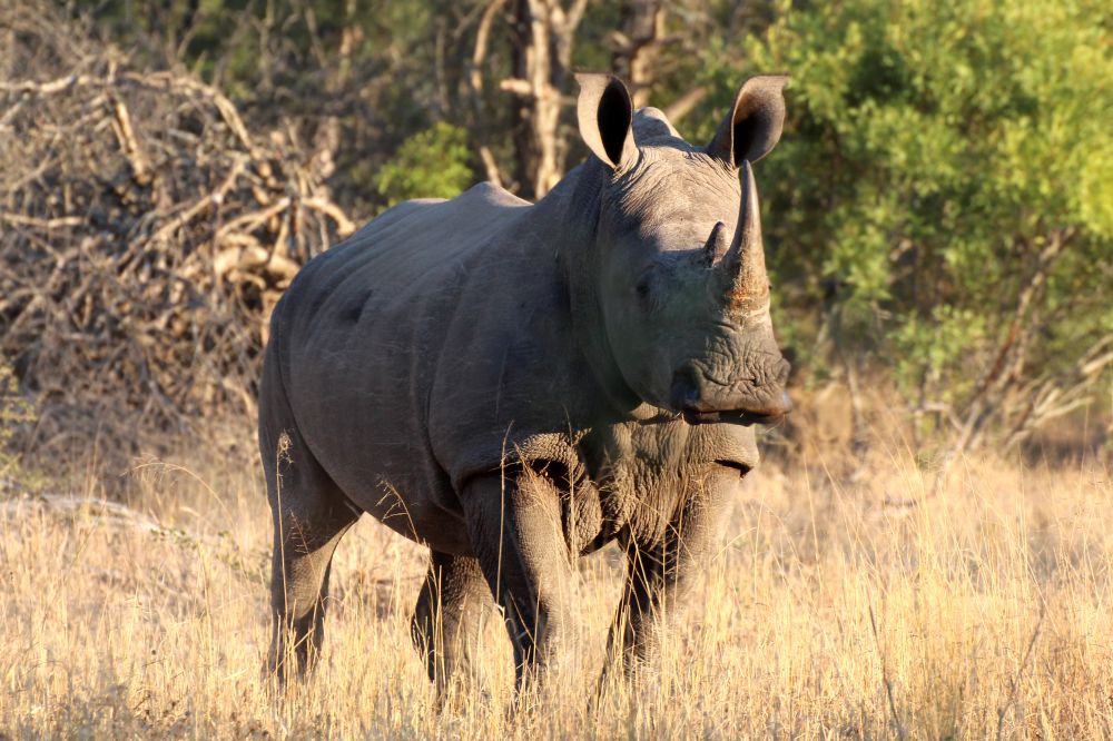 Rhino Kruger Park