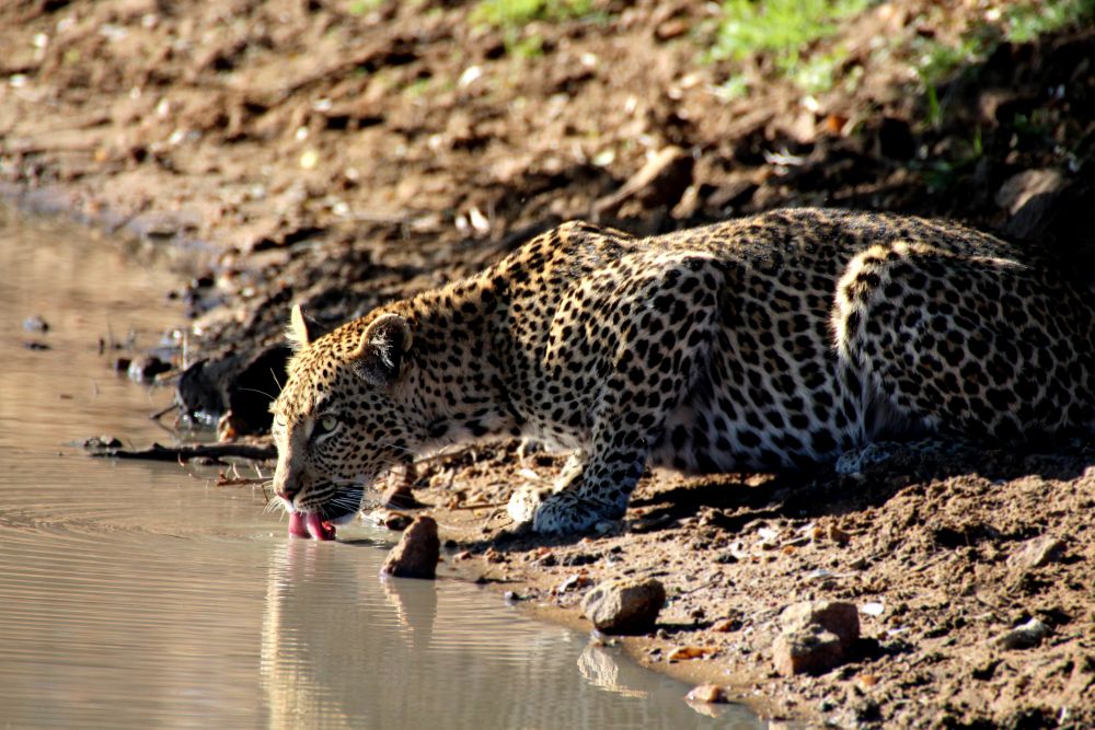 Leopard South Africa