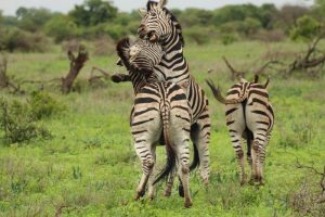 Zebras playing Kruger