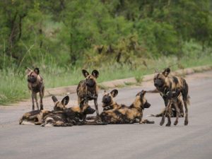 Wild dogs Kruger