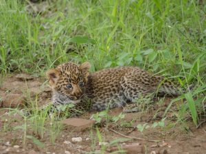 Leopard cub Kruger