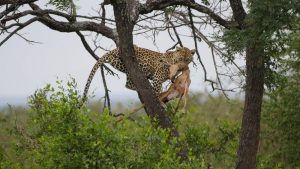 leopard with kill in tree