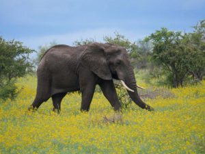 Elephant in flowers Kruger