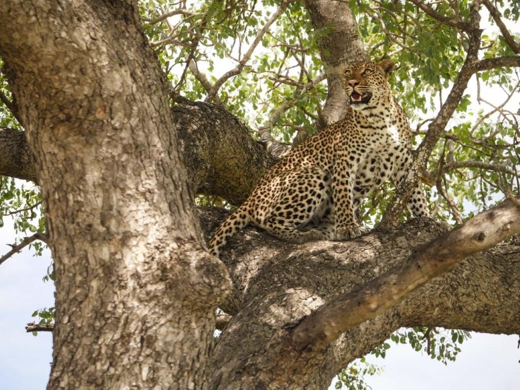 Leopard in tree Kruger