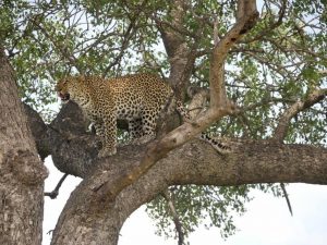 Leopard in tree Orpen