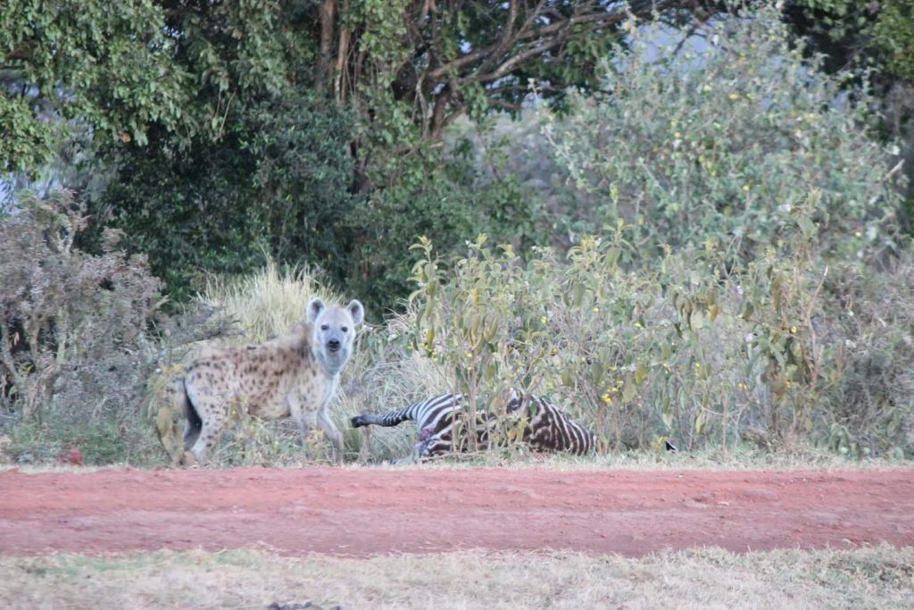 Hyena with Zebra kill