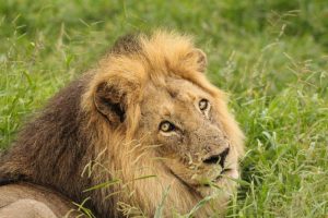 Ngotso male lion Kruger