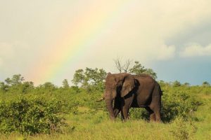 elephant rainbow kruger