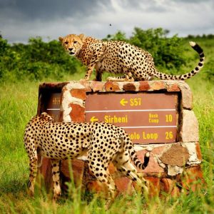 Cheetah on sign Kruger