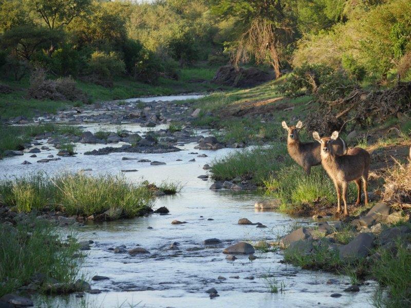 Olifants