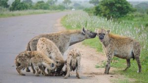 Hyenas Satara