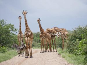 Giraffe road block Kruger