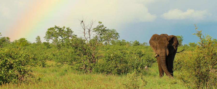 elephant rainbow Kruger