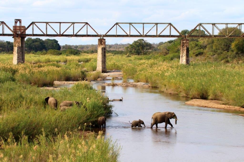 Elephants Skukuza River