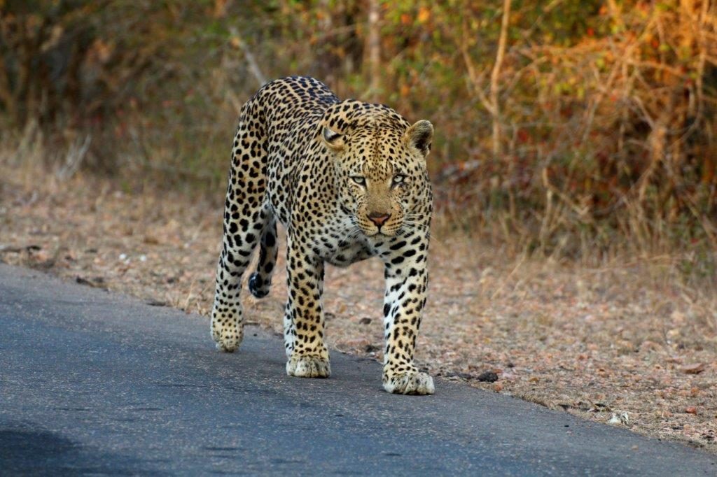 Leopard on road