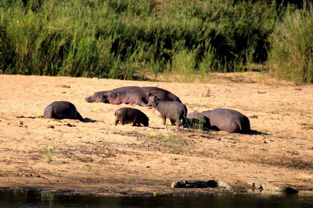 Hippos River Lower Sabie