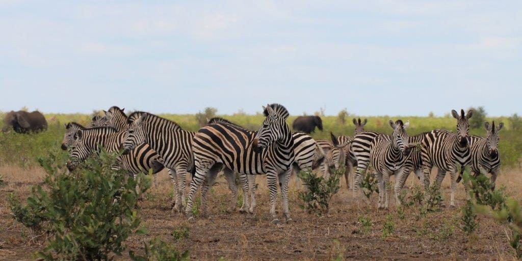 Zebras at waterhole