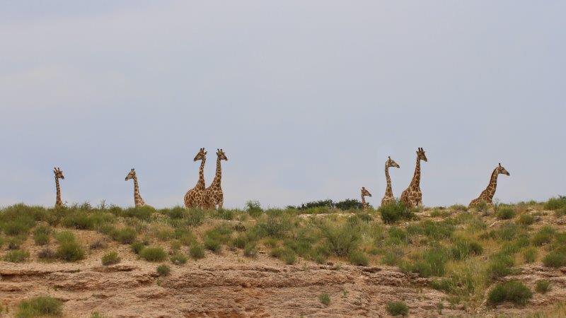 Giraffes Kgalagadi