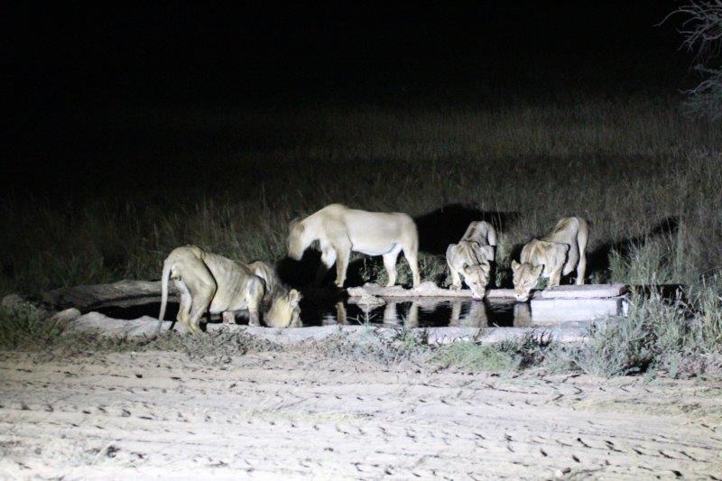 Lions at Nossob hide