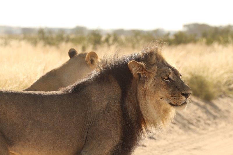 Lions Kalahari