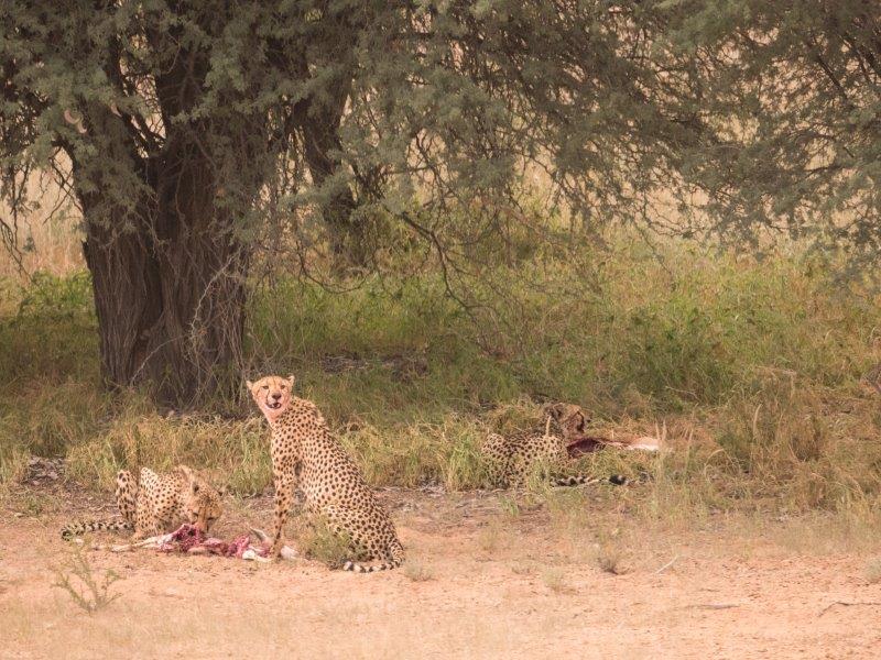 Cheetahs on kill Kgalagadi