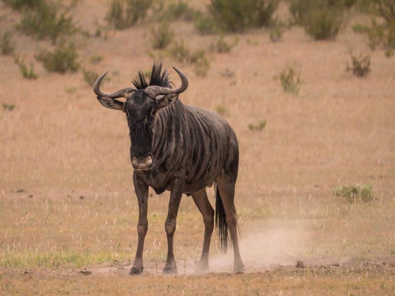 wildebeest dust