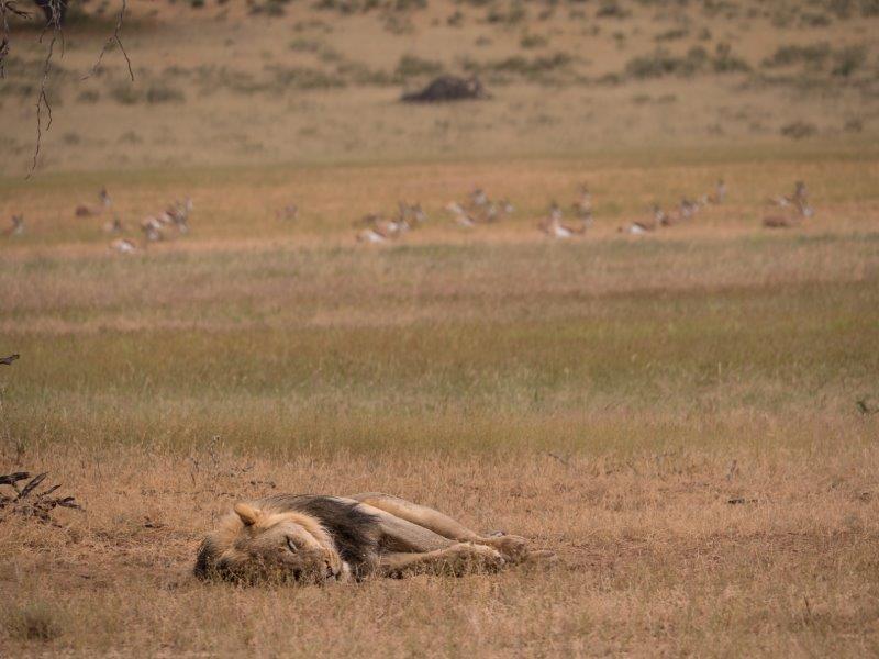 lion with springboks