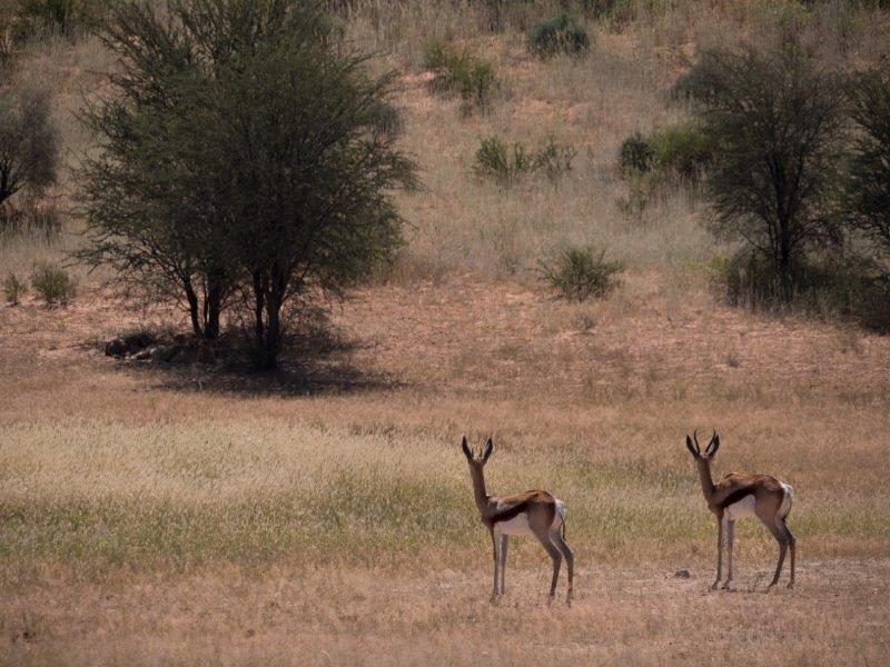 cheetah with sprinboks