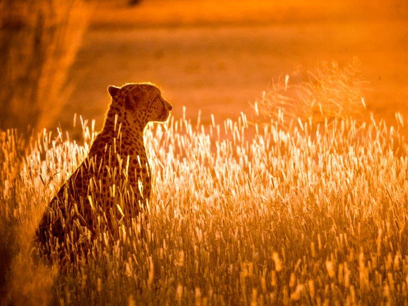 cheetah at sunrise