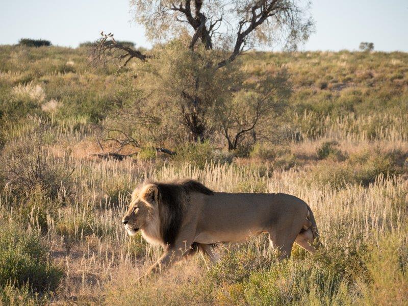 male lion walking Kgalagadi