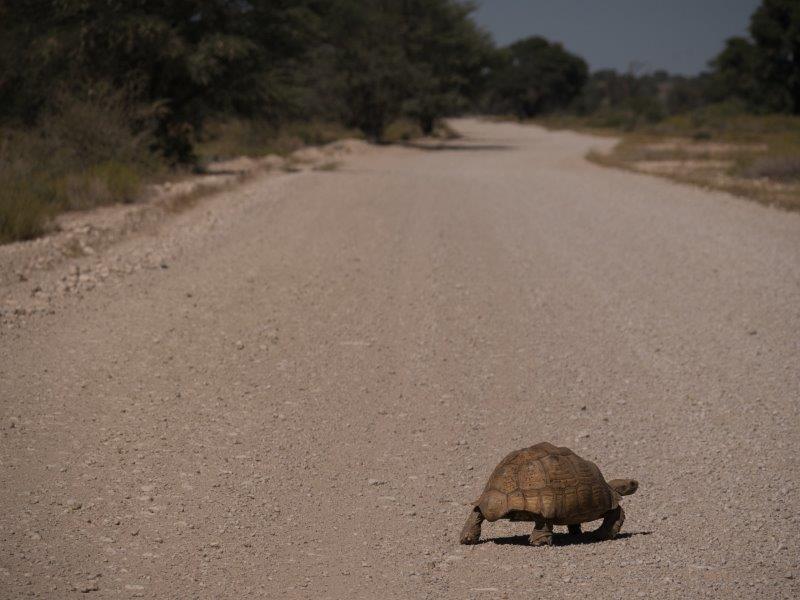 leopard tortoise