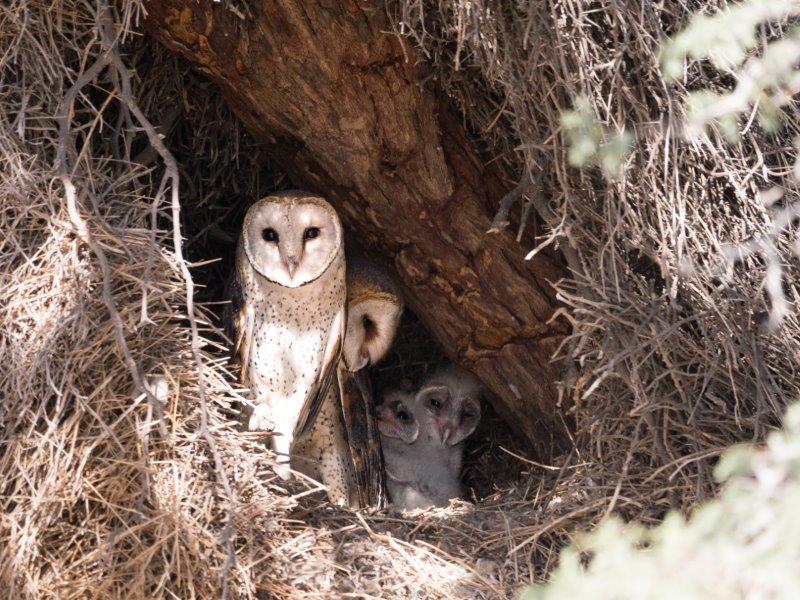 barn owl family