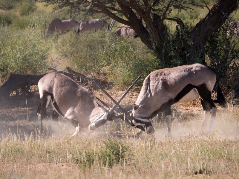 Oryx fighting