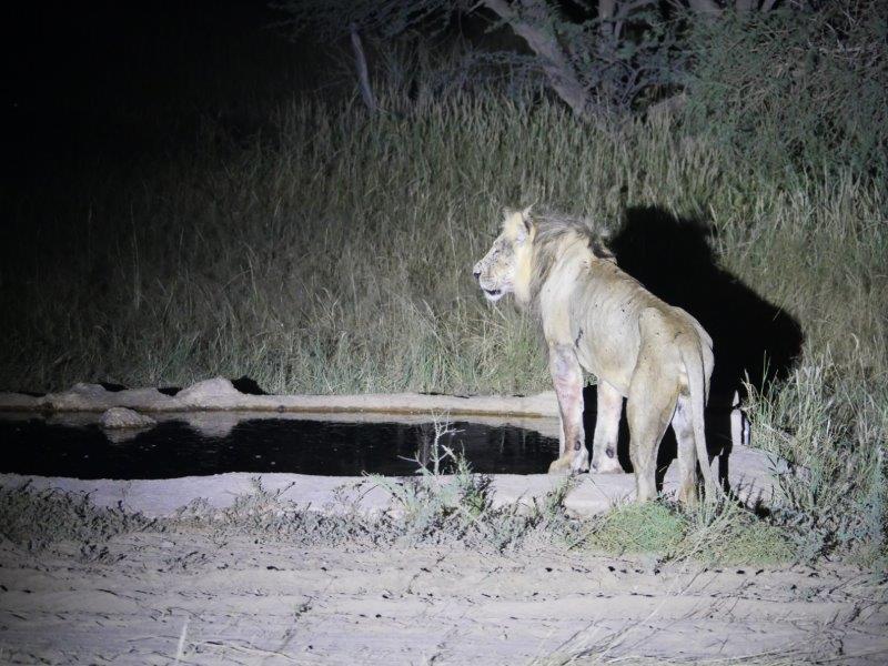 lion at Nossob hide