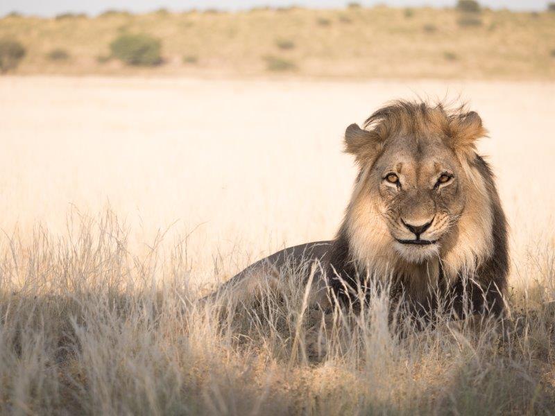 Beautiful male lion Kgalagadi