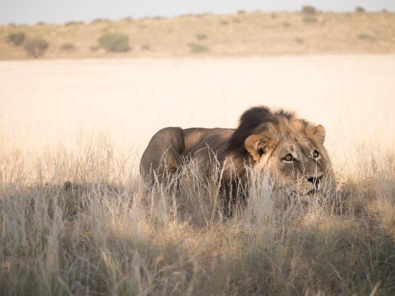 Lion stalking