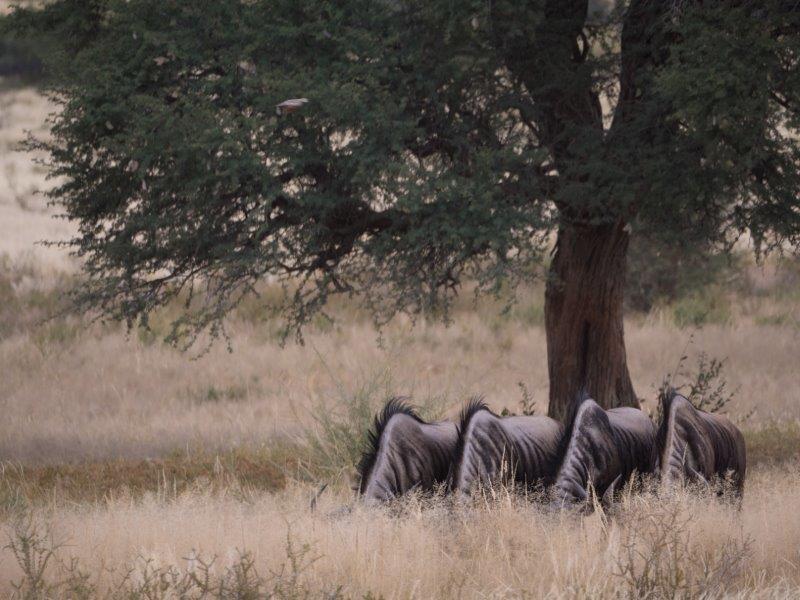 wildebeest drinking