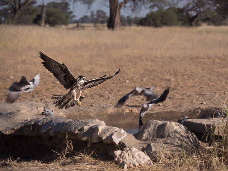 Lanner Falcon Kgalagadi