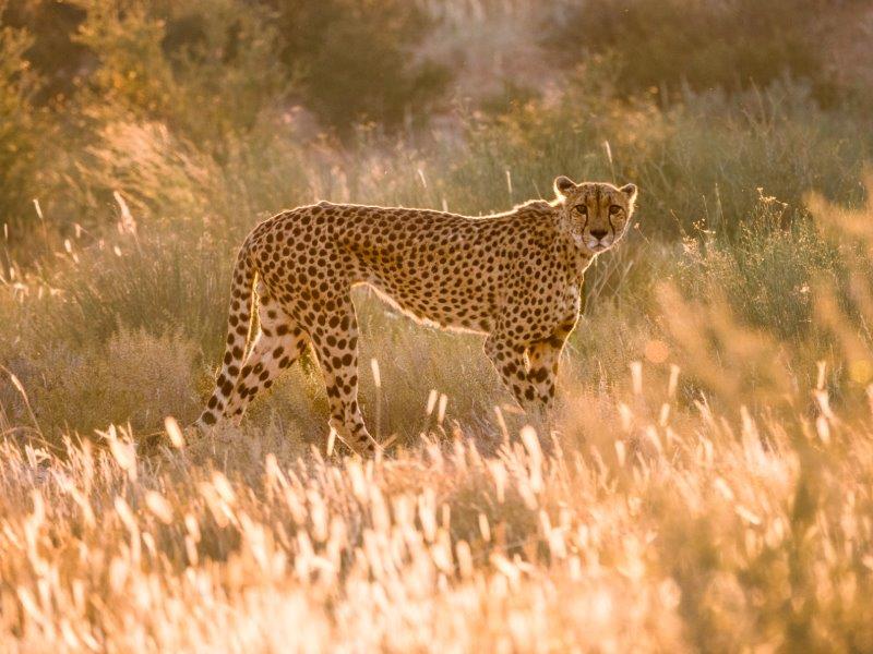 Cheetah at sunset