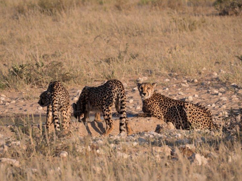 Cheetah waterhole