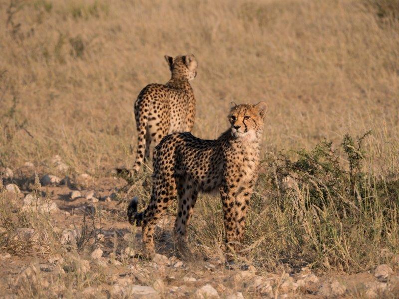 Cheetah kgalagadi