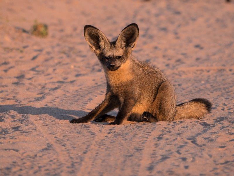 Bat eared fox sitting