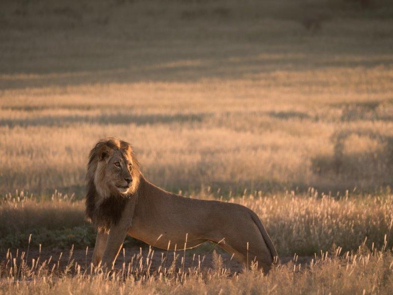 Lion drinking