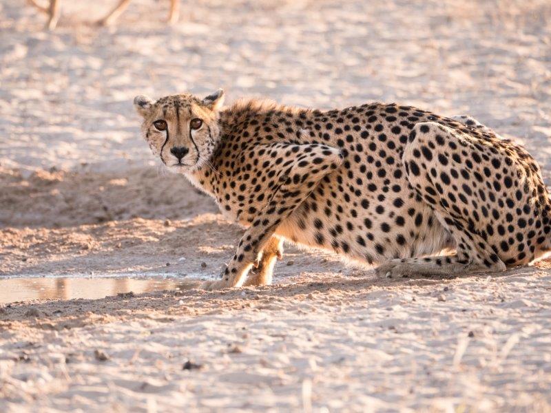 Cheetah drinking