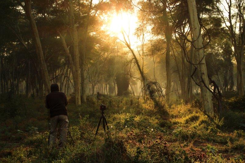 Fever Tree Forest Photography