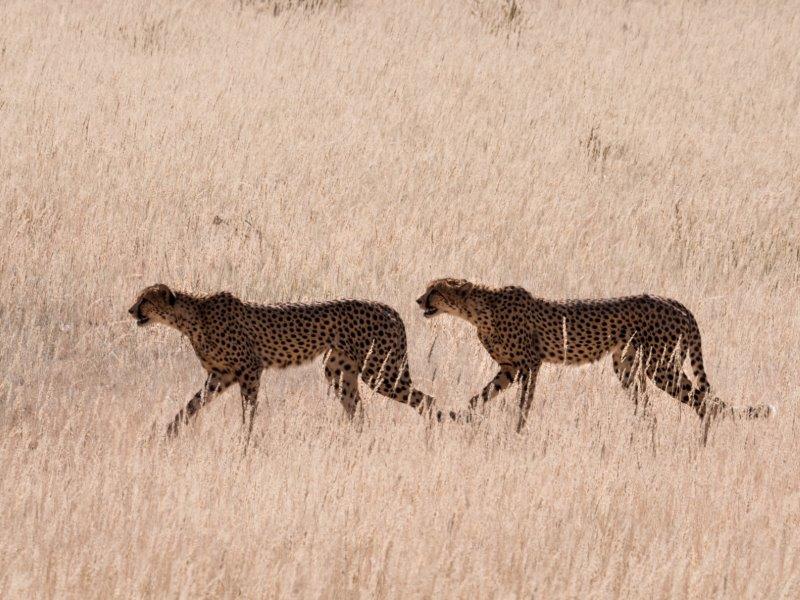 Cheetah hunting