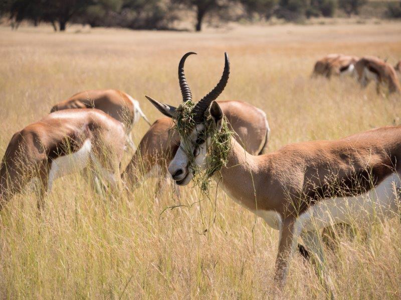 Springbok with grass on head