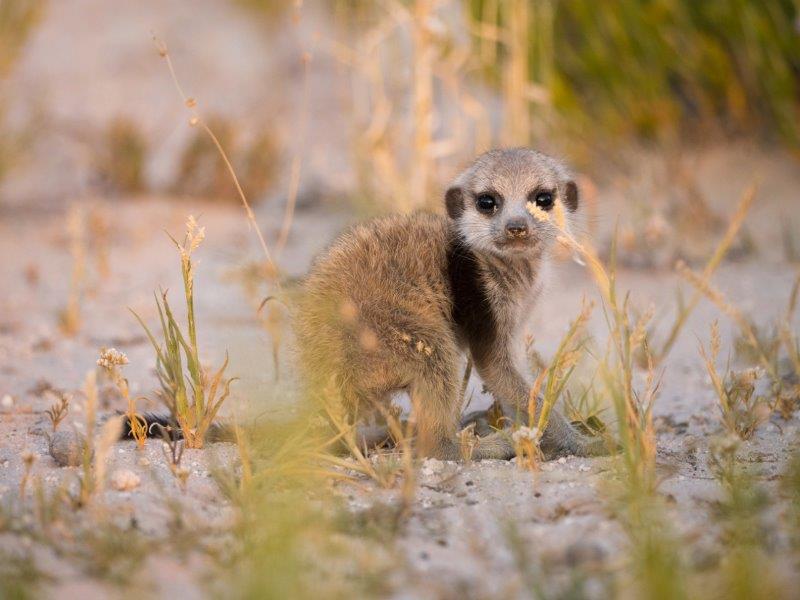 meerkat pup